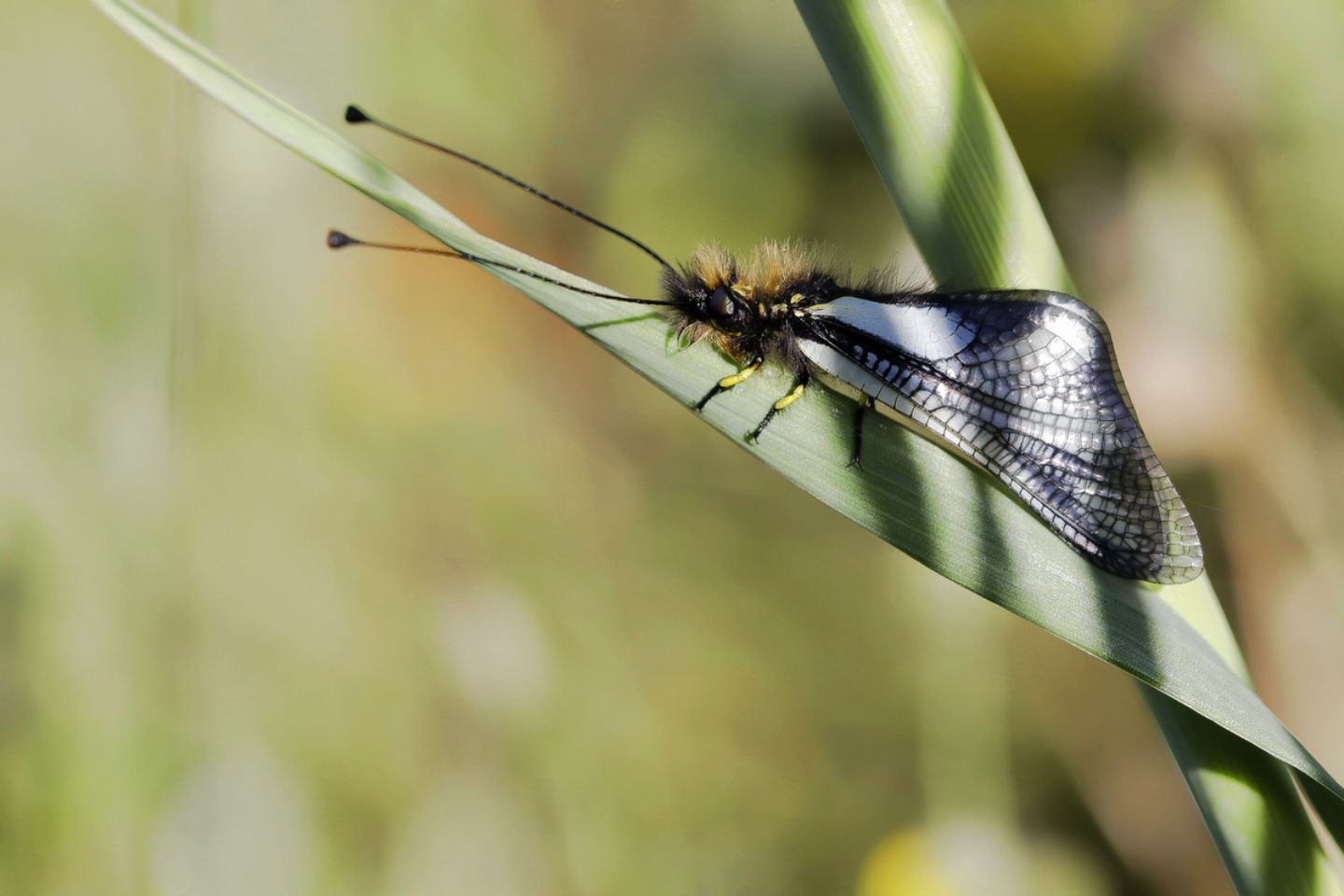 Ascalaphidae - Libelloides coccajus